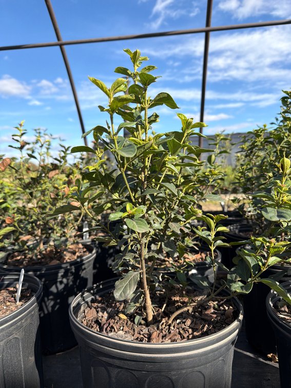 5count Tinus Viburnum 3 gal