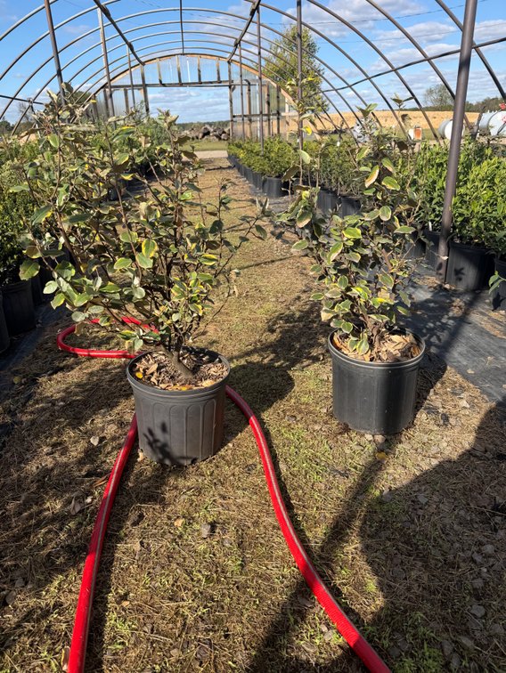 5count Olive Martini Elaeagnus 3 gal