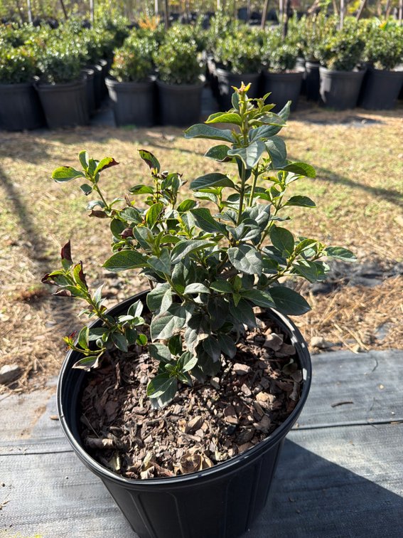 5count Tinus Viburnum 3 gal