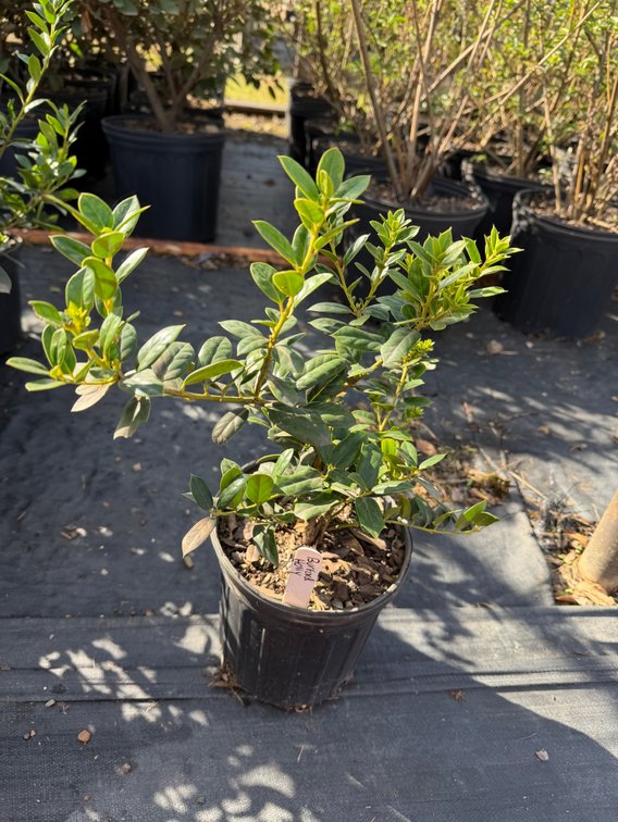 10count Burford Holly 1 gal
