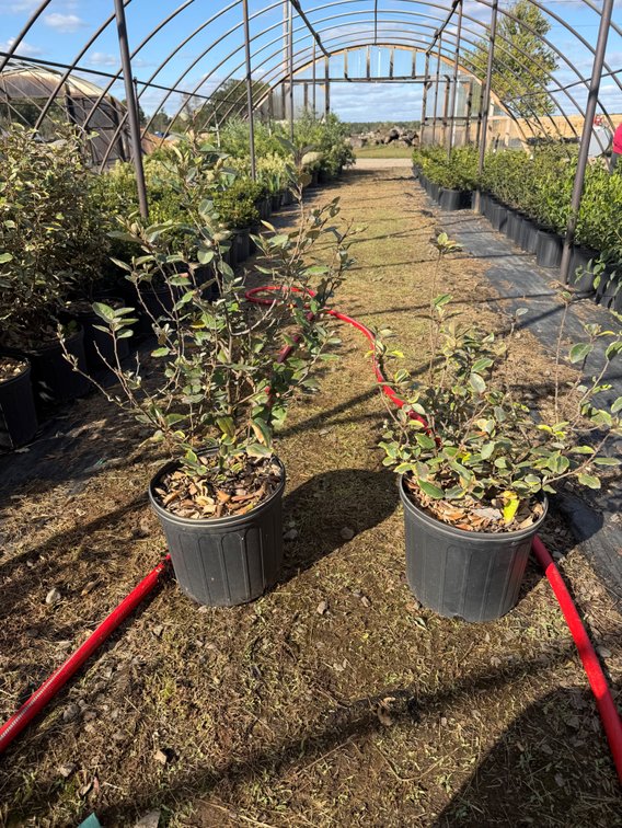 10count Olive Martini Elaeagnus 3 gal