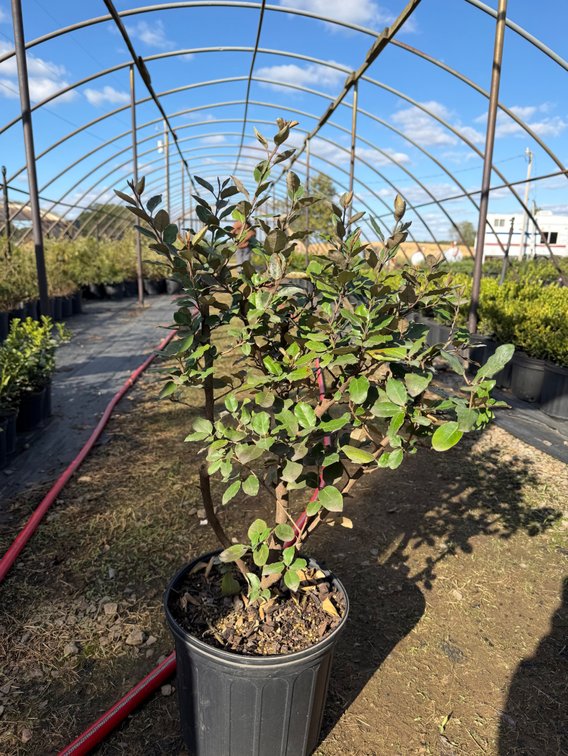 7count Russian Olive Elaeagnus 3 gal