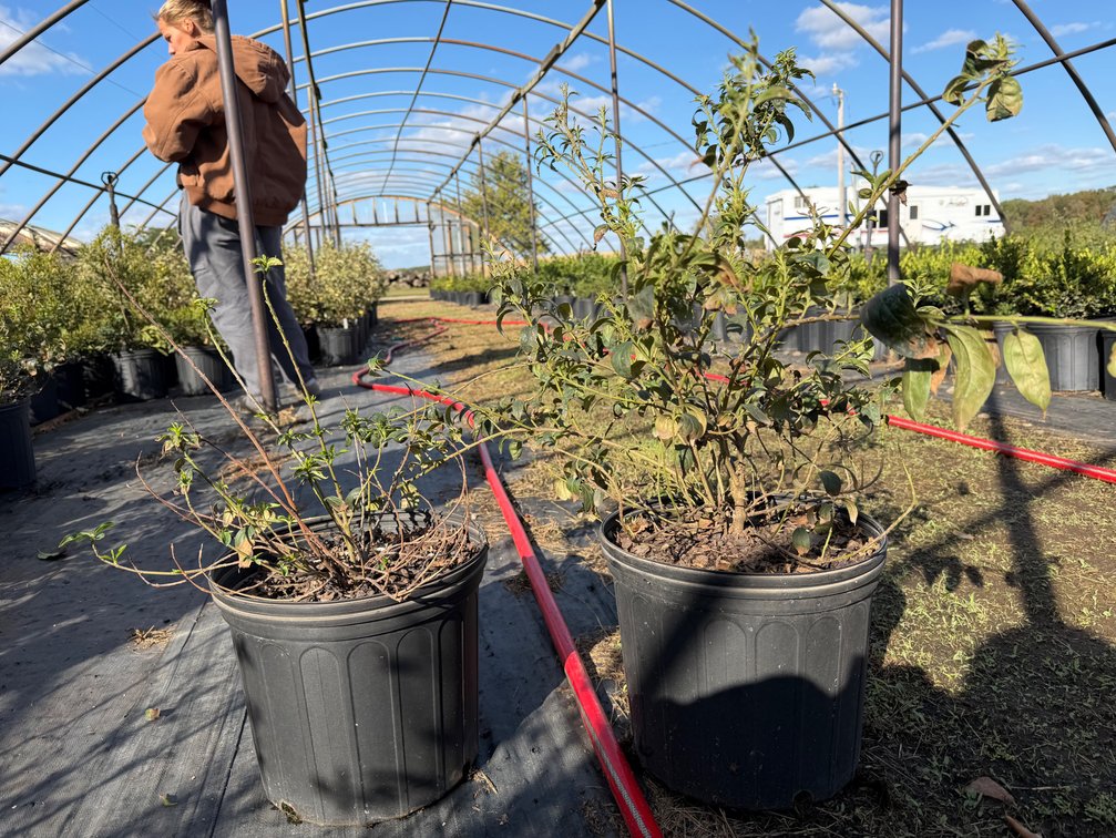 6count Forsythia 3 gal