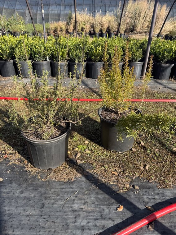 4count Rosemary 3 gal
