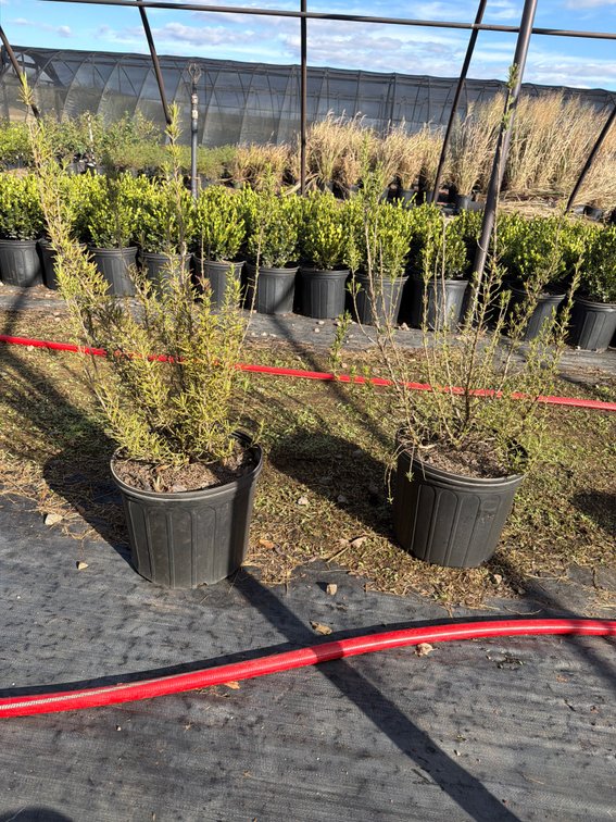 5count Rosemary 3 gal