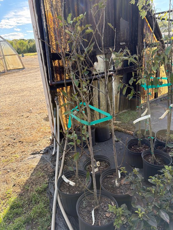 4count Pink Lady Apple Tree 3 gal