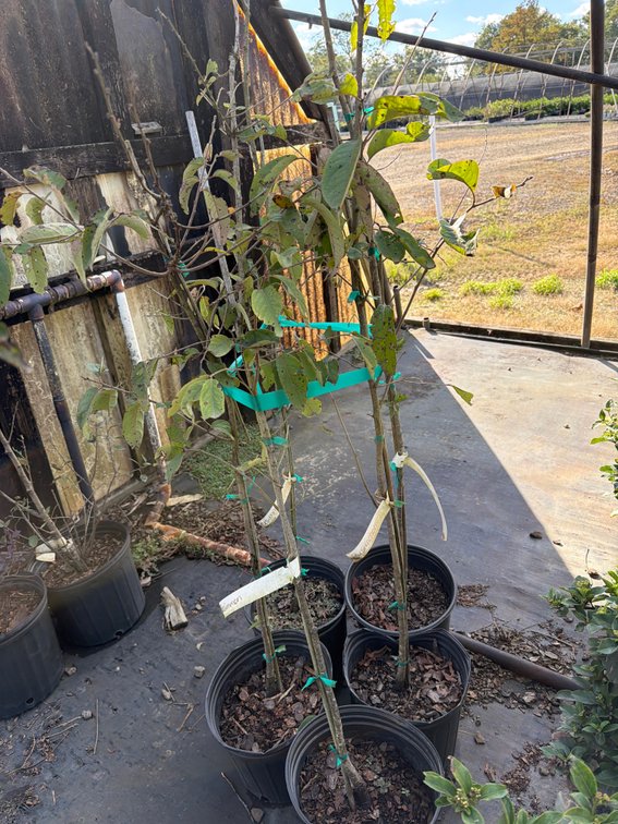 5count Persimmon Tree 3 gal