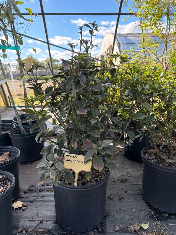 7count Tinus Viburnum 3 gal