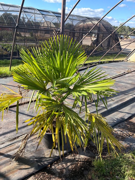 1count Windmill Palm 7 gal