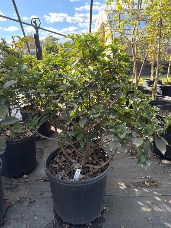 7count Tinus Viburnum 3 gal