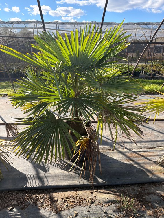 1count Windmill Palm 15 gal