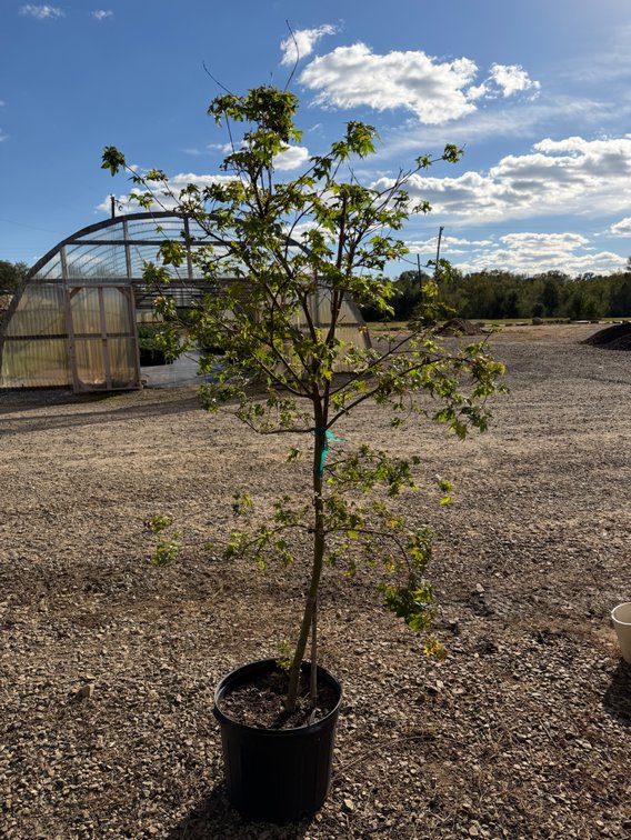 1count Green Japanese Maple Tree 7 gal