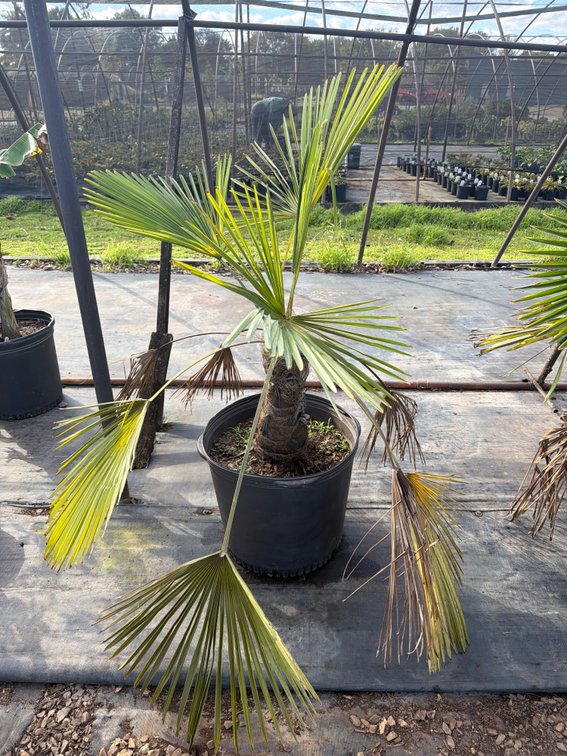 1count Windmill Palm 15 gal