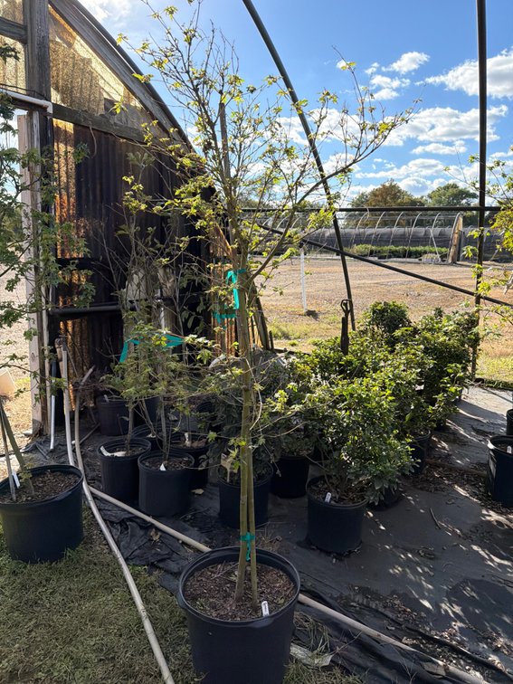 1count Green Japanese Maple Tree 7 gal