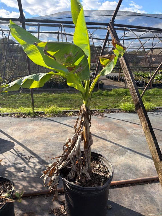 1count Banana Tree 10 gal