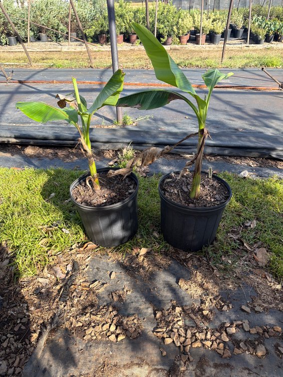 2count Banana Tree 3 gal