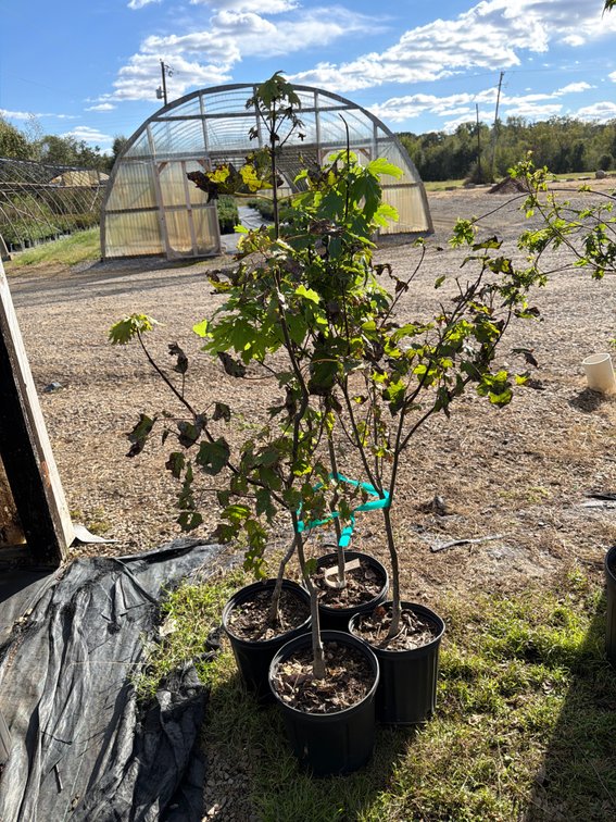 4count Marmo Maple Tree 3gal