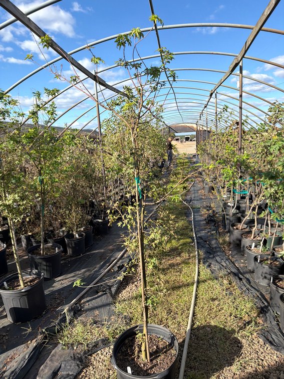 1count Green Japanese Maple Tree 7 gal