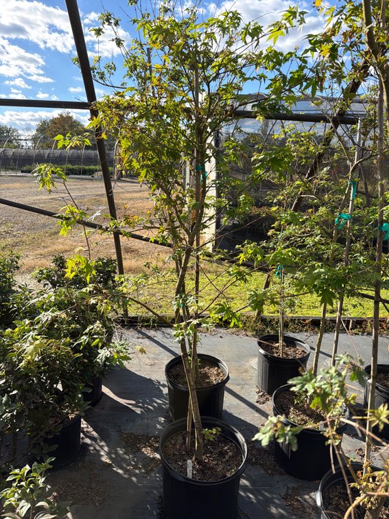 1count Green Japanese Maple Tree 7 gal