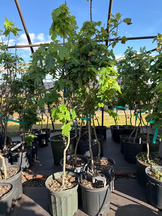4count Marmo Maple Tree 3gal