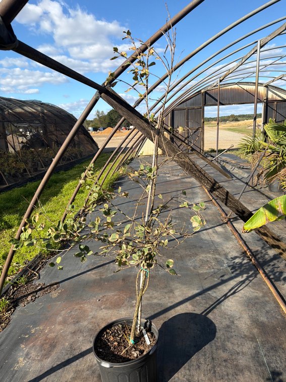 1count Chinese Fringe Tree 7 gal