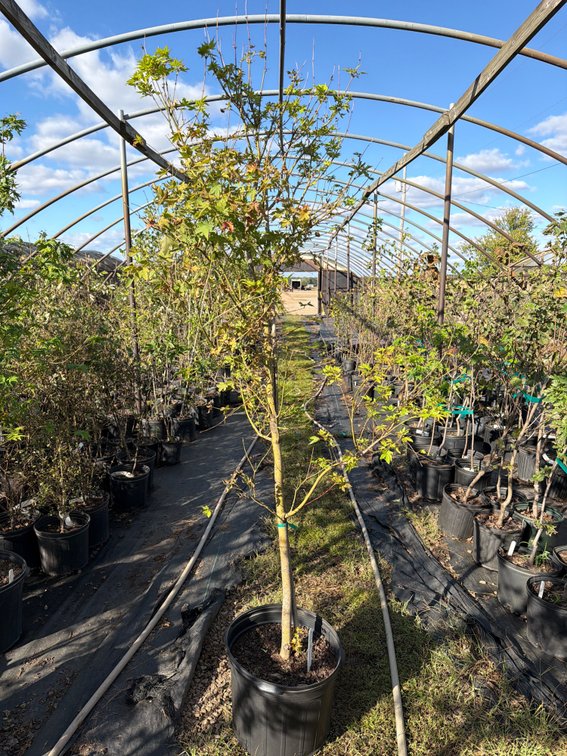 1count Green Japanese Maple Tree 7 gal