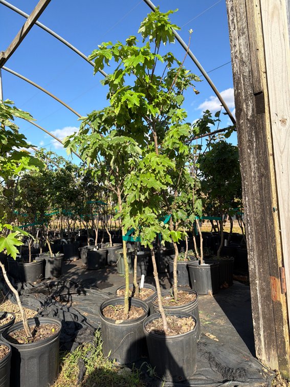 4count Marmo Maple Tree 3gal