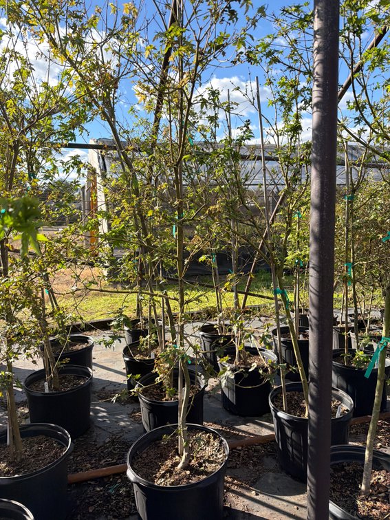1count Green Japanese Maple Tree 7 gal