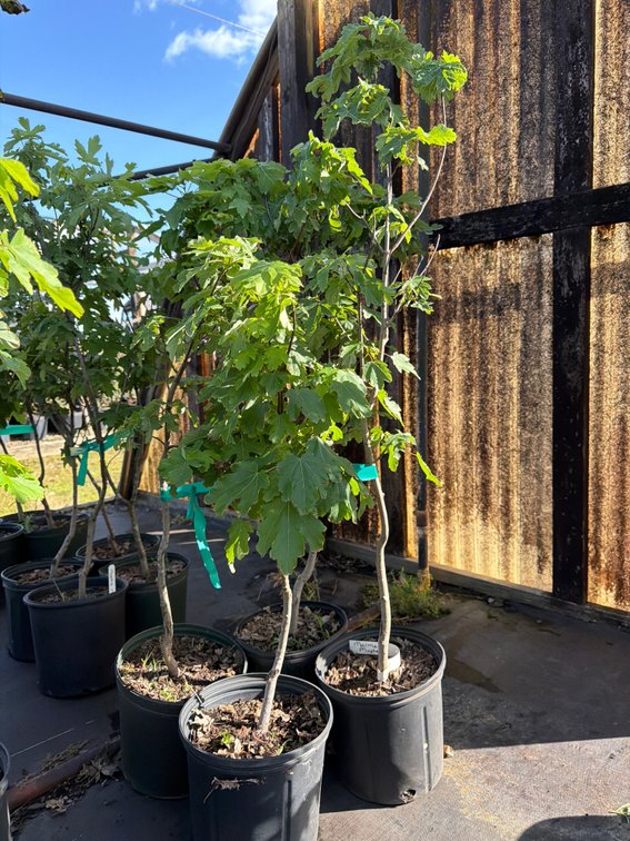 4count Marmo Maple Tree 3gal