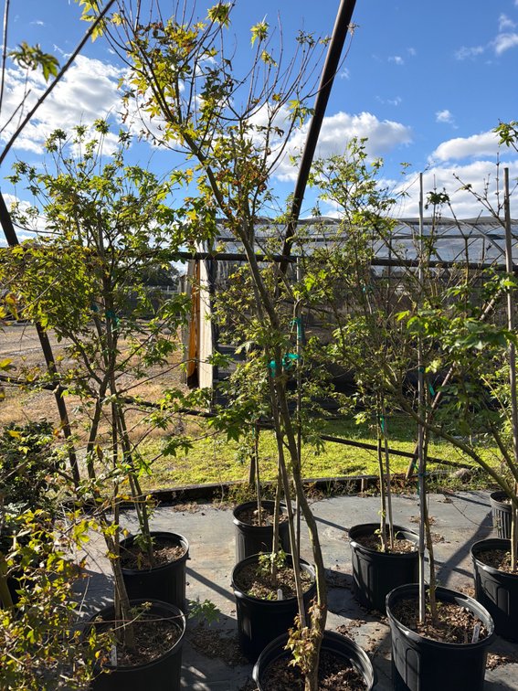1count Green Japanese Maple Tree 7 gal