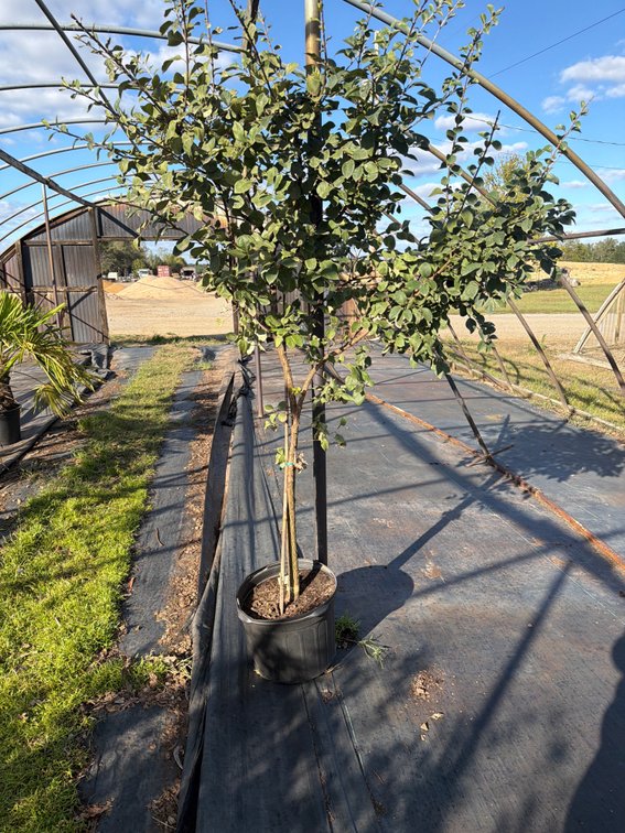 1count Chinese Fringe Tree 7 gal