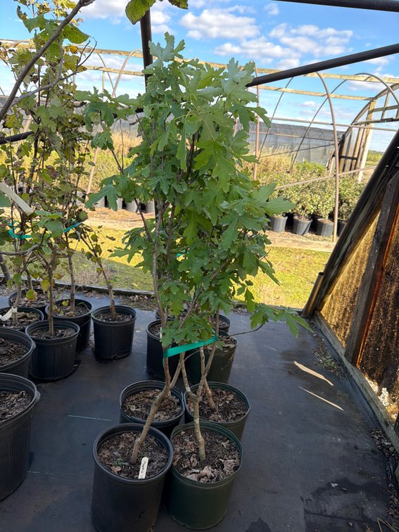 4count Marmo Maple Tree 3gal