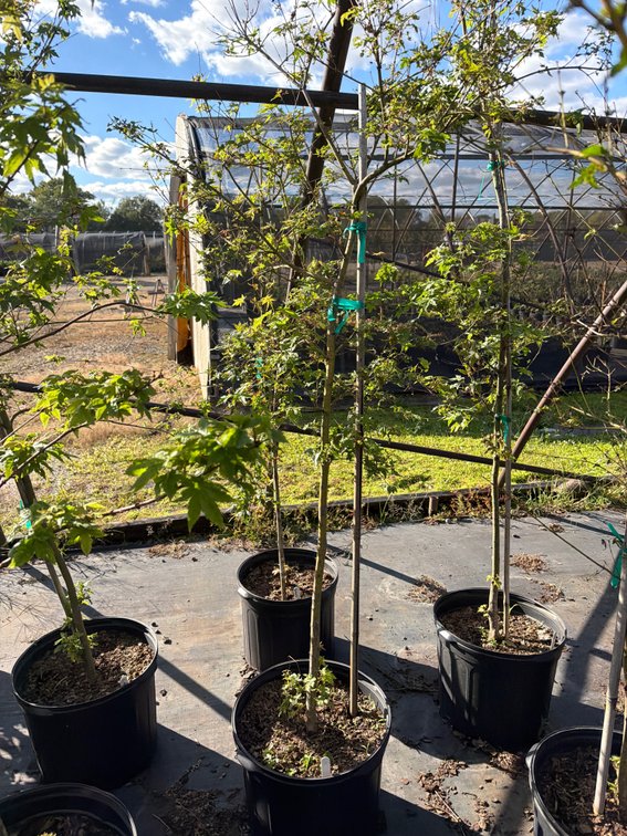 1count Green Japanese Maple Tree 7 gal