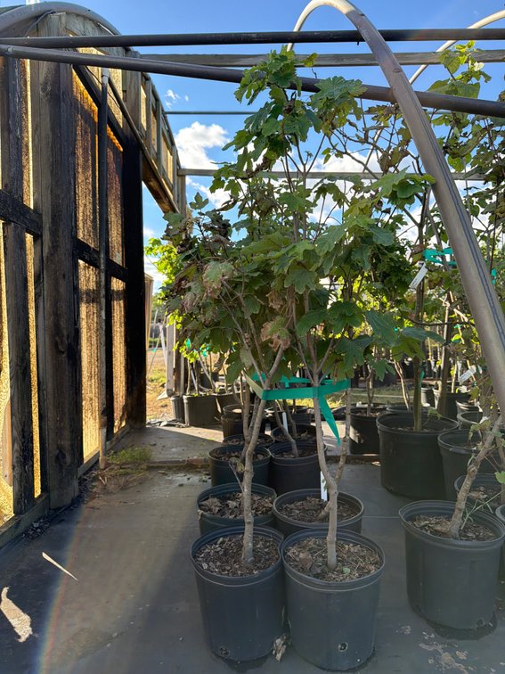 4count Marmo Maple Tree 3gal