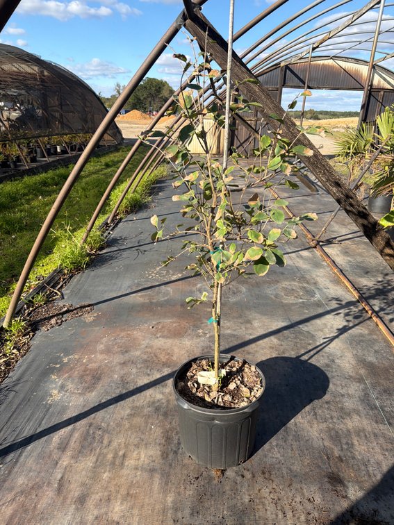 1count Chinese Fringe Tree 7 gal
