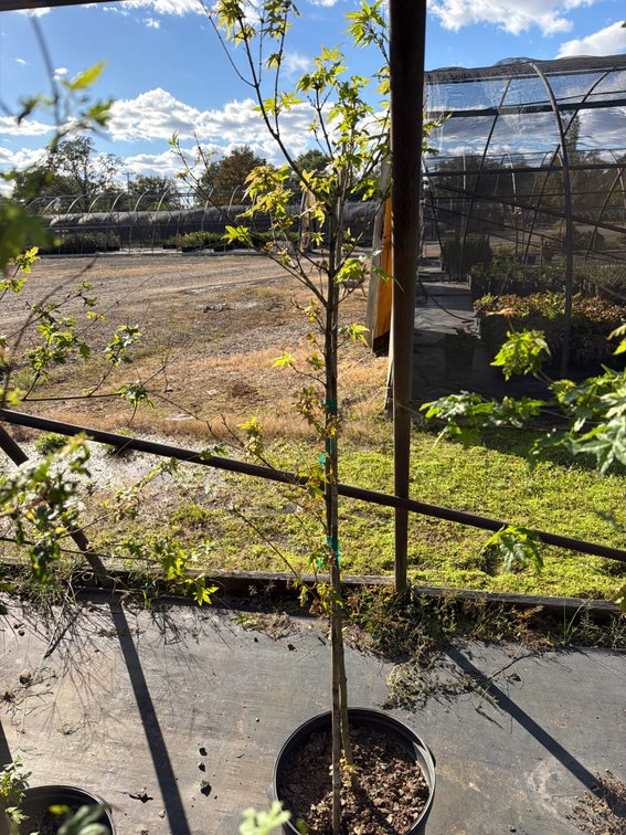 1count Green Japanese Maple Tree 7 gal