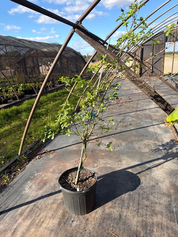 1count Chinese Fringe Tree 7 gal