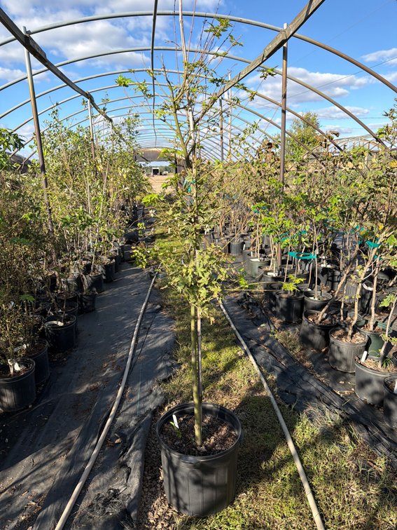 1count Green Japanese Maple Tree 7 gal