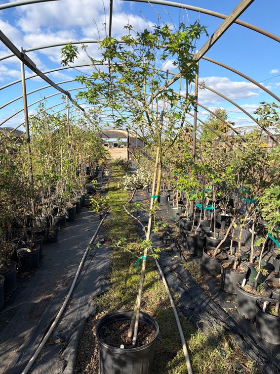 1count Green Japanese Maple Tree 7 gal