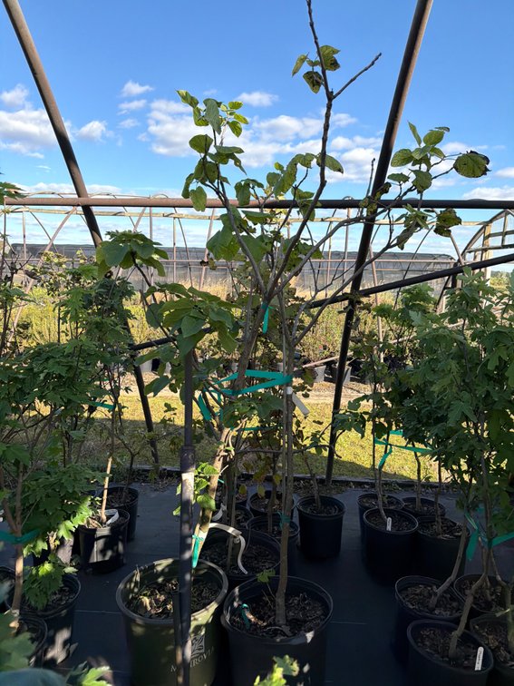 3count Catalpa Tree 7 gal