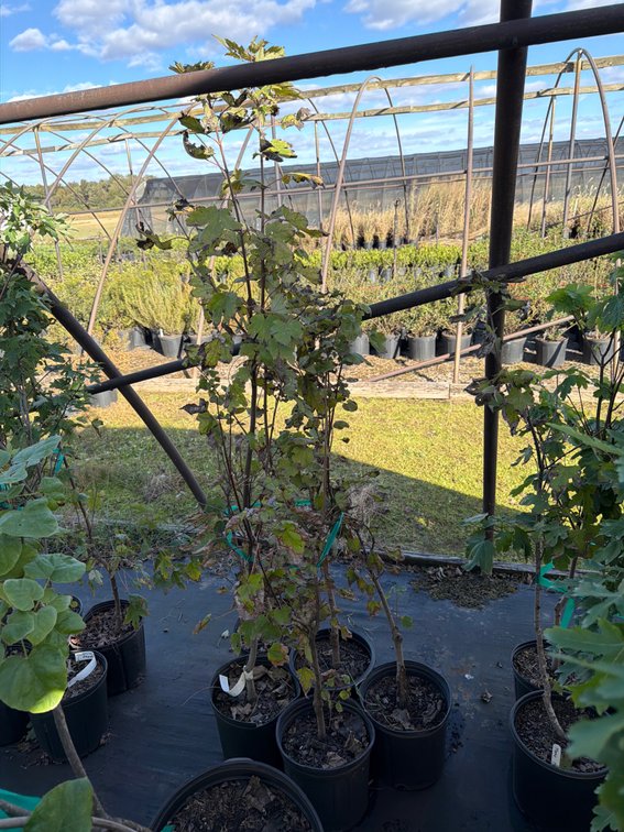 5count October Glory Maple Tree 3 gal