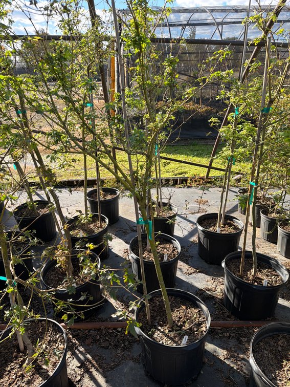 1count Green Japanese Maple Tree 7 gal