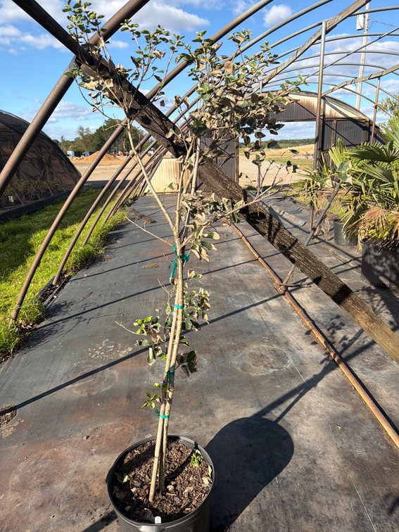 1count Chinese Fringe Tree 7 gal