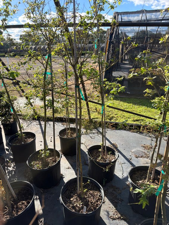 1count Green Japanese Maple Tree 7 gal