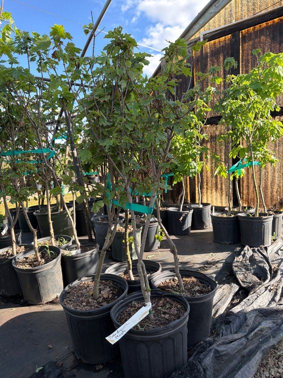 4count Brandywine Maple Tree 3 gal