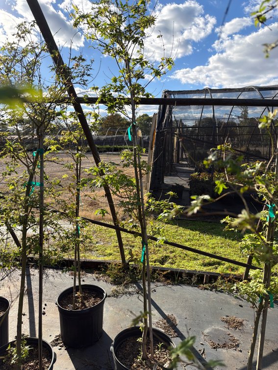 1count Green Japanese Maple Tree 7 gal