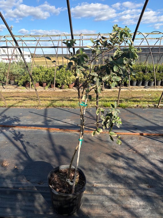 1count Chinese Fringe Tree 7 gal