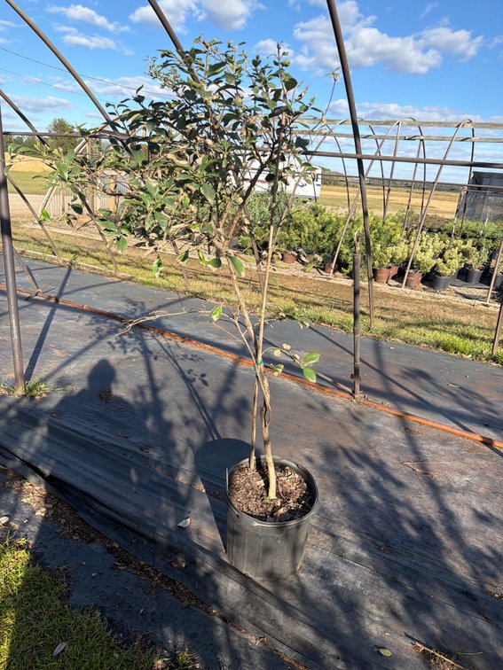 1count Chinese Fringe Tree 7 gal