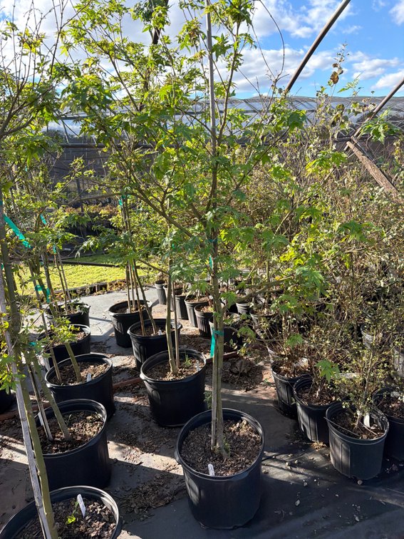 1count Green Japanese Maple Tree 7 gal