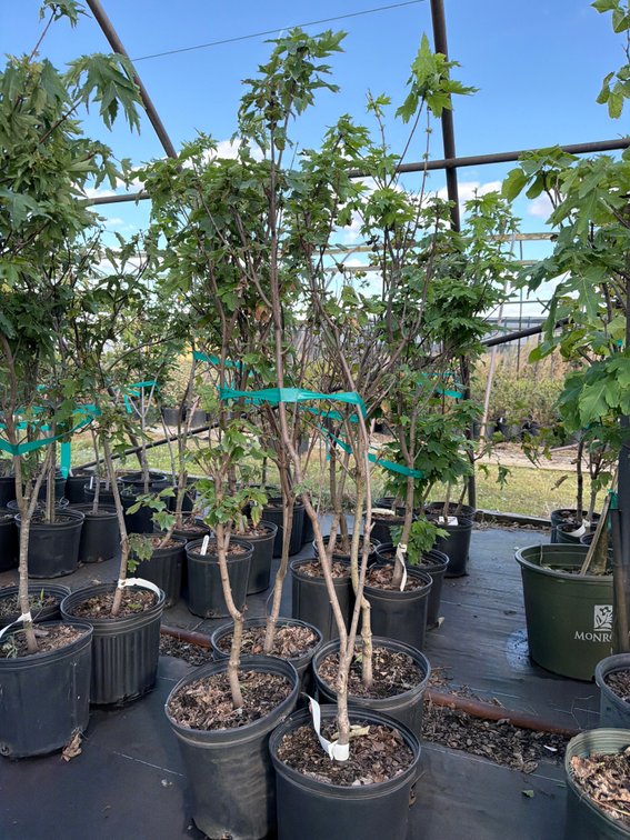 4count Brandywine Maple Tree 3 gal